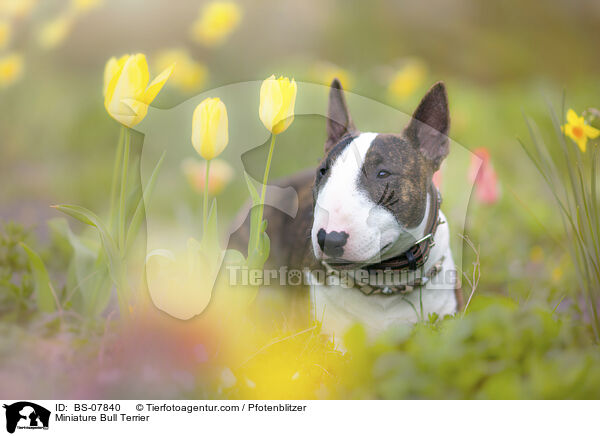 Miniatur Bullterrier / Miniature Bull Terrier / BS-07840