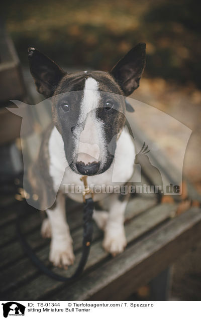 sitzender Miniatur Bullterrier / sitting Miniature Bull Terrier / TS-01344