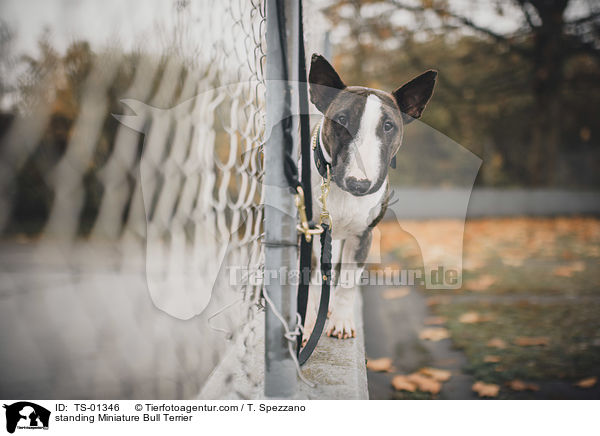 stehender Miniatur Bullterrier / standing Miniature Bull Terrier / TS-01346