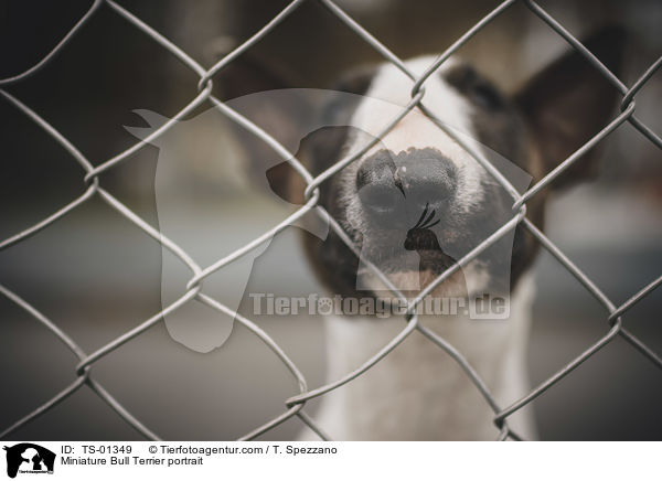 Miniatur Bullterrier Portrait / Miniature Bull Terrier portrait / TS-01349