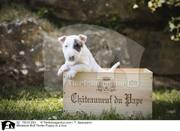 Miniature Bull Terrier Puppy in a box / TS-01353