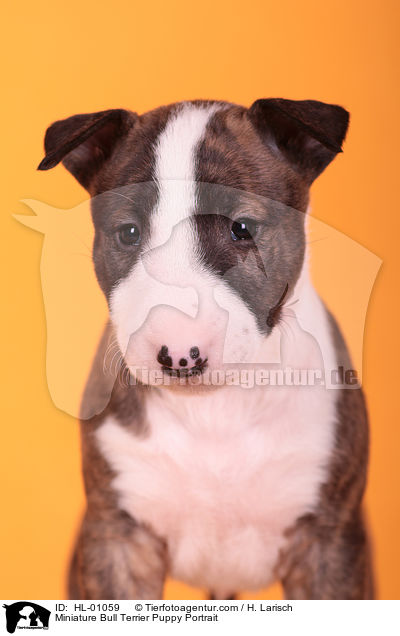 Miniatur Bullterrier Welpe Portrait / Miniature Bull Terrier Puppy Portrait / HL-01059