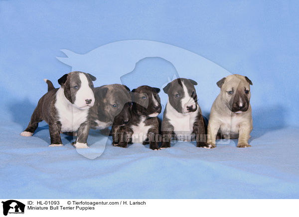 Miniatur Bullterrier Welpen / Miniature Bull Terrier Puppies / HL-01093