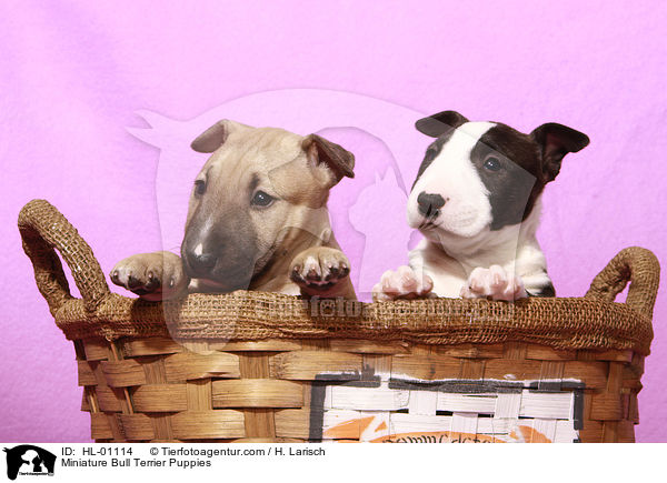 Miniatur Bullterrier Welpen / Miniature Bull Terrier Puppies / HL-01114