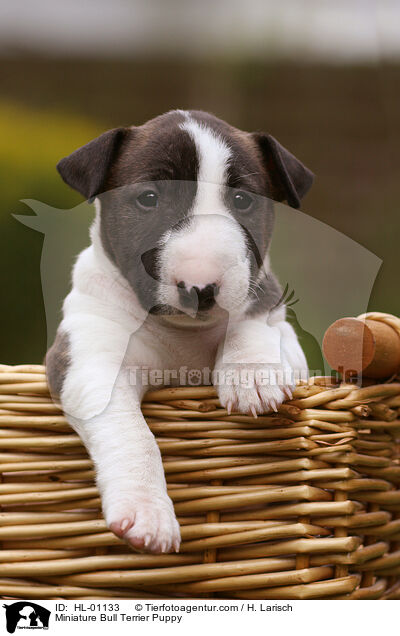 Miniatur Bullterrier Welpe / Miniature Bull Terrier Puppy / HL-01133