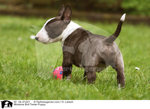 Miniatur Bullterrier Welpe / Miniature Bull Terrier Puppy / HL-01221