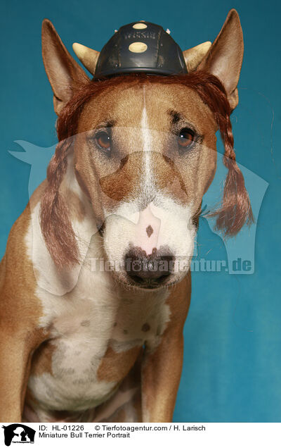 Miniature Bull Terrier Portrait / HL-01226