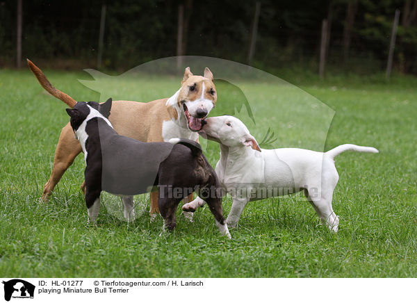 spielende Miniatur Bullterrier / playing Miniature Bull Terrier / HL-01277