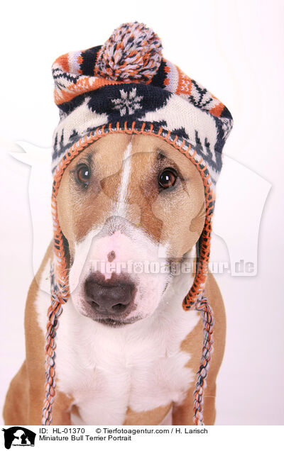 Miniature Bull Terrier Portrait / HL-01370