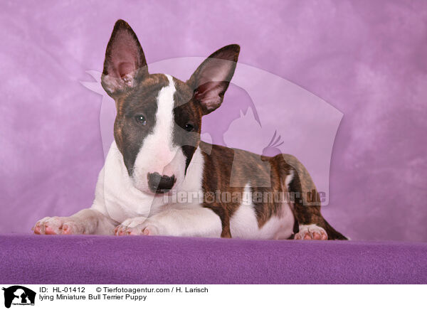 liegender Miniatur Bullterrier Welpe / lying Miniature Bull Terrier Puppy / HL-01412