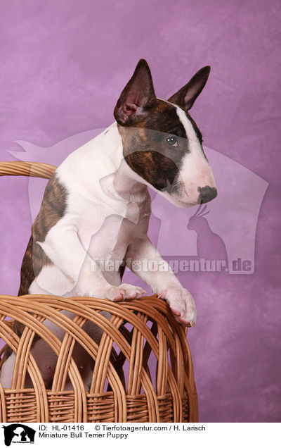 Miniatur Bullterrier Welpe / Miniature Bull Terrier Puppy / HL-01416