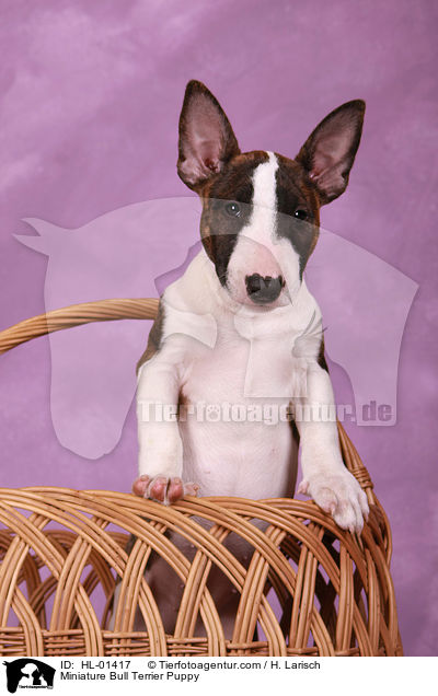 Miniatur Bullterrier Welpe / Miniature Bull Terrier Puppy / HL-01417