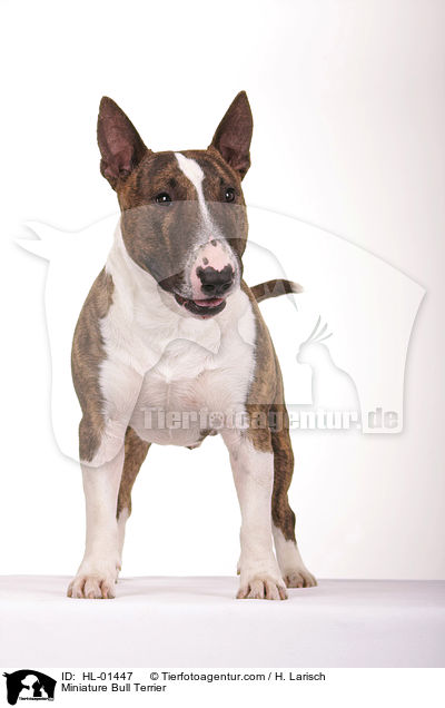 Miniatur Bullterrier / Miniature Bull Terrier / HL-01447