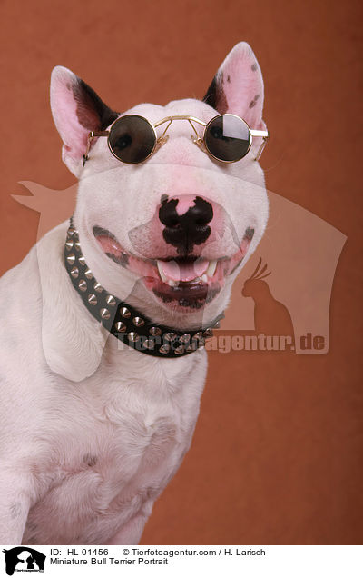 Miniatur Bullterrier Portrait / Miniature Bull Terrier Portrait / HL-01456