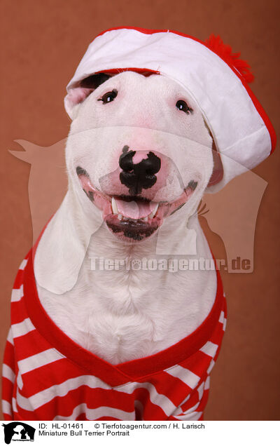 Miniature Bull Terrier Portrait / HL-01461