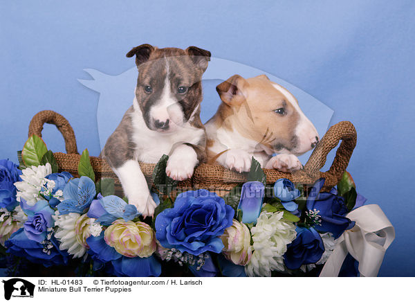 Miniatur Bullterrier Welpen / Miniature Bull Terrier Puppies / HL-01483