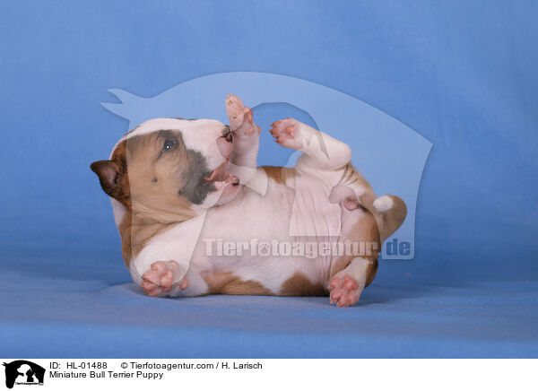 Miniature Bull Terrier Puppy / HL-01488