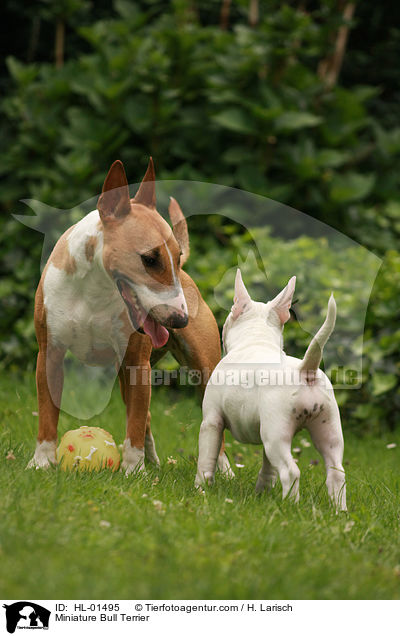 Miniatur Bullterrier / Miniature Bull Terrier / HL-01495