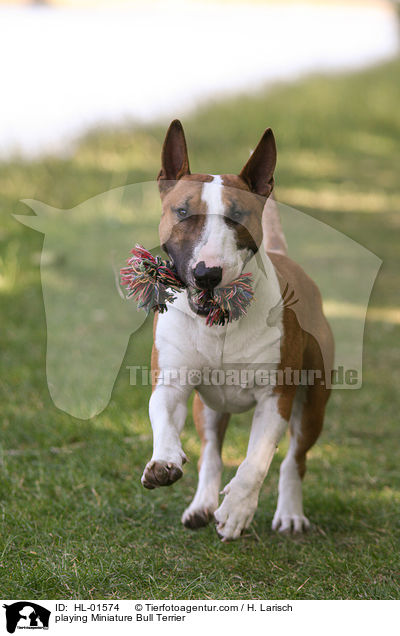 spielender Miniatur Bullterrier / playing Miniature Bull Terrier / HL-01574