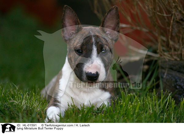 liegender Miniatur Bullterrier Welpe / lying Miniature Bull Terrier Puppy / HL-01591