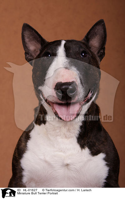 Miniatur Bullterrier Portrait / Miniature Bull Terrier Portrait / HL-01627