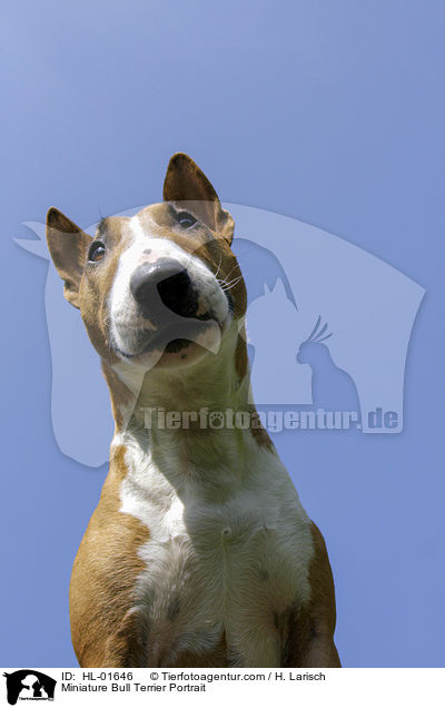Miniatur Bullterrier Portrait / Miniature Bull Terrier Portrait / HL-01646