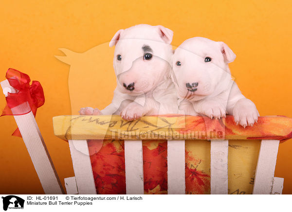 Miniatur Bullterrier Welpen / Miniature Bull Terrier Puppies / HL-01691