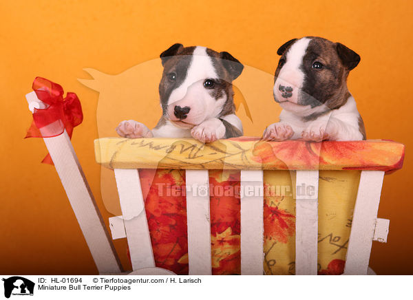 Miniatur Bullterrier Welpen / Miniature Bull Terrier Puppies / HL-01694