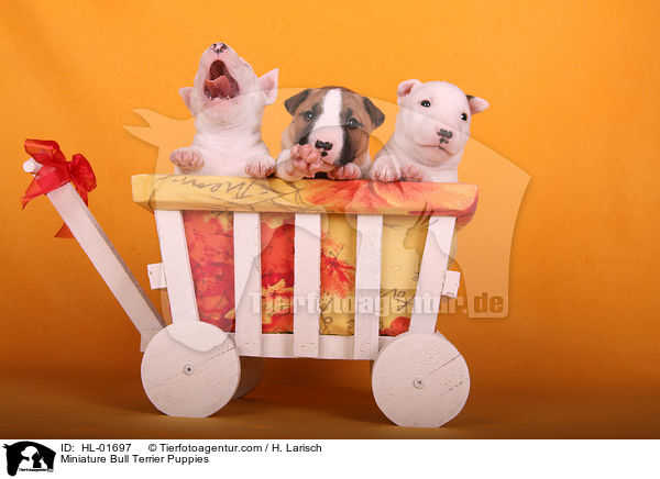 Miniatur Bullterrier Welpen / Miniature Bull Terrier Puppies / HL-01697