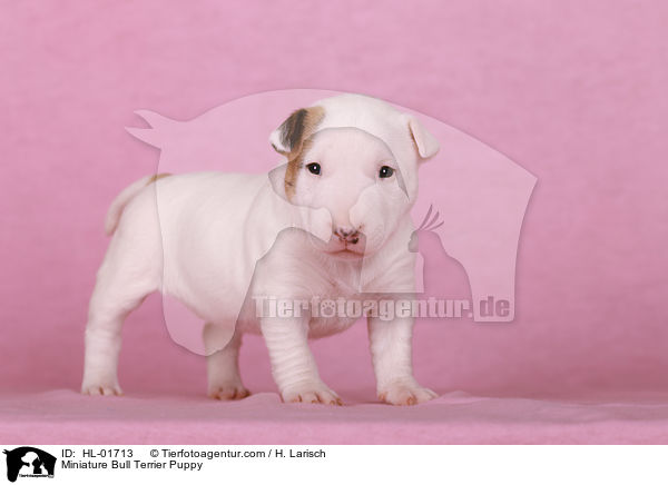 Miniatur Bullterrier Welpe / Miniature Bull Terrier Puppy / HL-01713