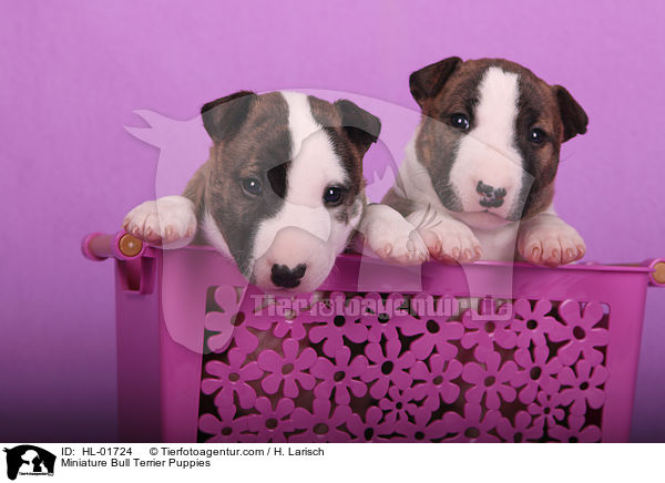 Miniatur Bullterrier Welpen / Miniature Bull Terrier Puppies / HL-01724