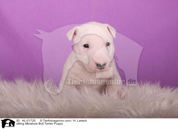 sitzender Miniatur Bullterrier Welpe / sitting Miniature Bull Terrier Puppy / HL-01725