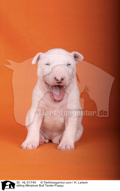 sitting Miniature Bull Terrier Puppy / HL-01749