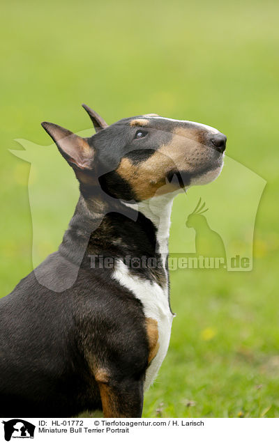 Miniatur Bullterrier Portrait / Miniature Bull Terrier Portrait / HL-01772