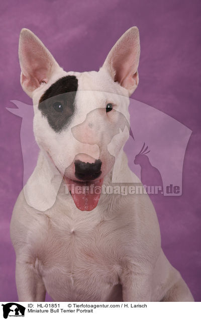 Miniatur Bullterrier Portrait / Miniature Bull Terrier Portrait / HL-01851