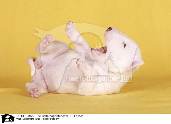 lying Miniature Bull Terrier Puppy / HL-01870