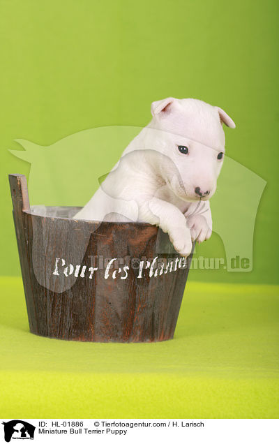 Miniature Bull Terrier Puppy / HL-01886