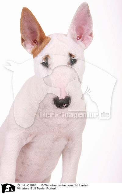 Miniature Bull Terrier Portrait / HL-01891