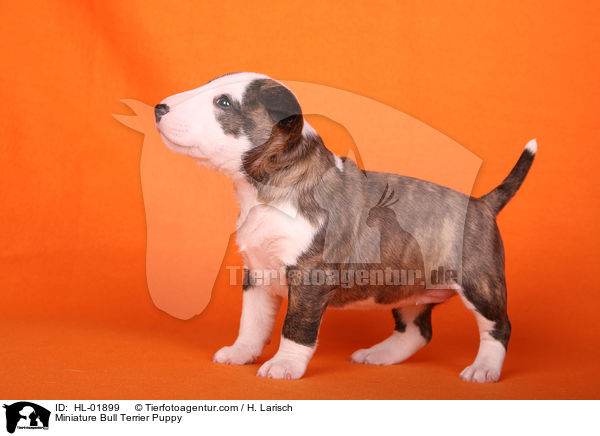 Miniature Bull Terrier Puppy / HL-01899