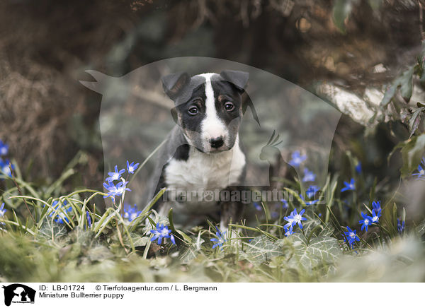 Miniature Bullterrier puppy / LB-01724