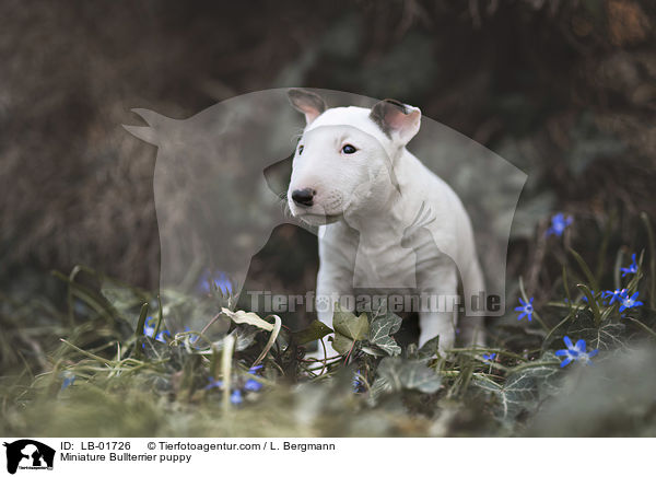 Miniature Bullterrier puppy / LB-01726