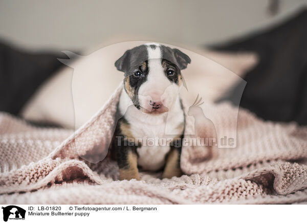 Miniatur Bullterrier Welpe / Miniature Bullterrier puppy / LB-01820