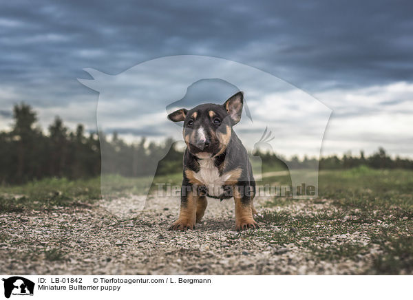 Miniatur Bullterrier Welpe / Miniature Bullterrier puppy / LB-01842