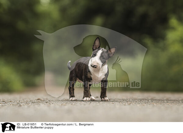 Miniatur Bullterrier Welpe / Miniature Bullterrier puppy / LB-01851