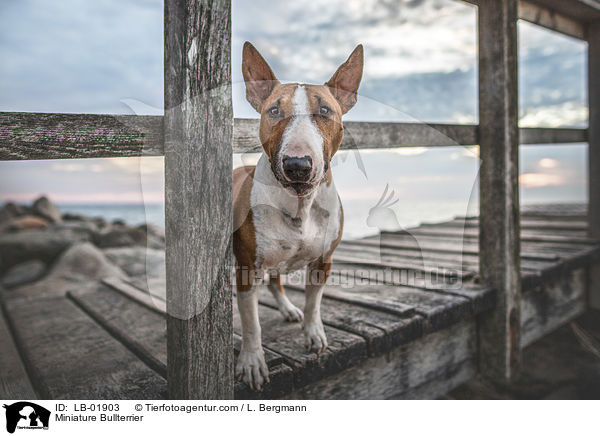 Miniatur Bullterrier / Miniature Bullterrier / LB-01903