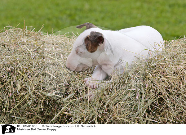 Miniatur Bullterrier Welpe / Miniature Bull Terrier Puppy / HS-01636