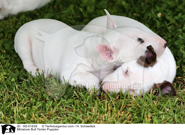 Miniature Bull Terrier Puppies / HS-01638