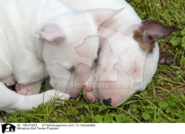 Miniature Bull Terrier Puppies / HS-01643