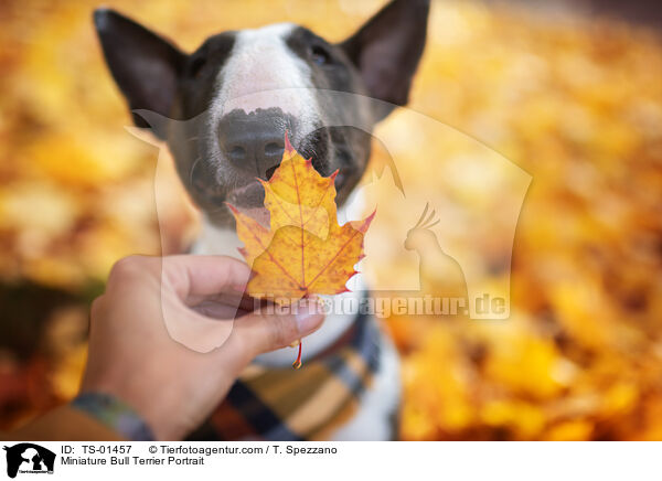 Miniature Bull Terrier Portrait / TS-01457