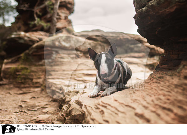 liegender Miniatur Bullterrier / lying Miniature Bull Terrier / TS-01459